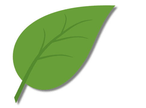 Daun